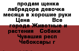 продам щенка лабрадора девочка 2 месяца в хорошие руки › Цена ­ 8 000 - Все города Животные и растения » Собаки   . Чувашия респ.,Чебоксары г.